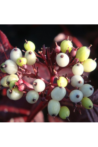 Плоди дерена білого Найтфолл